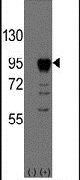 EOMES Antibody in Western Blot (WB)