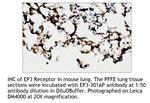 PTGER3 Polyclonal Antibody