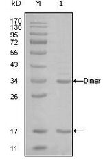 p300 Monoclonal Antibody (7D8A6)