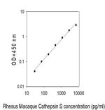 Rhesus Monkey Cathepsin S ELISA Kit