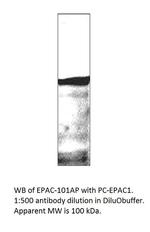EPAC1 Polyclonal Antibody
