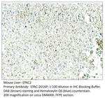 EPAC2 Polyclonal Antibody