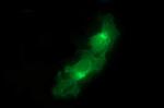 EPCAM Antibody in Immunocytochemistry (ICC/IF)