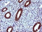 EPCAM Antibody in Immunohistochemistry (Paraffin) (IHC (P))