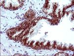 EPCAM Antibody in Immunohistochemistry (Paraffin) (IHC (P))