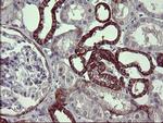 EPCAM Antibody in Immunohistochemistry (Paraffin) (IHC (P))