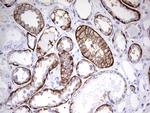 EPCAM Antibody in Immunohistochemistry (Paraffin) (IHC (P))