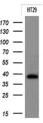 EPCAM Antibody in Western Blot (WB)