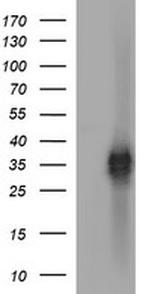 EPCAM Antibody in Western Blot (WB)