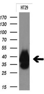 EPCAM Antibody in Western Blot (WB)