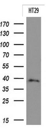 EPCAM Antibody in Western Blot (WB)