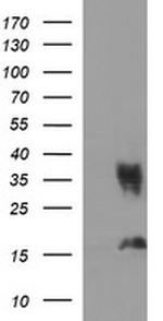 EPCAM Antibody in Western Blot (WB)