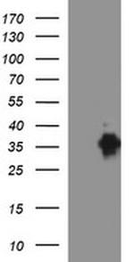 EPCAM Antibody in Western Blot (WB)