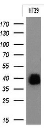 EPCAM Antibody in Western Blot (WB)