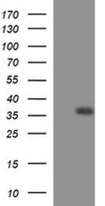 EPCAM Antibody in Western Blot (WB)