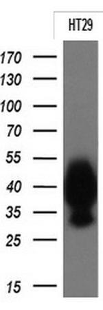 EPCAM Antibody in Western Blot (WB)