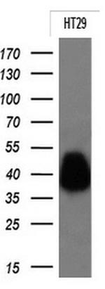 EPCAM Antibody in Western Blot (WB)