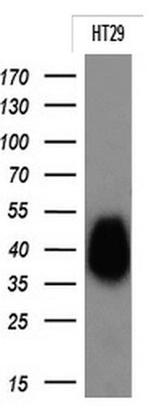 EPCAM Antibody in Western Blot (WB)