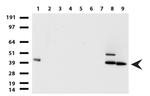 EPCAM Antibody in Western Blot (WB)