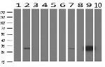 EPCAM Antibody in Western Blot (WB)