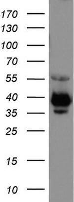 EPCAM Antibody in Western Blot (WB)