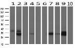 EPCAM Antibody in Western Blot (WB)