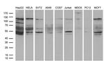EPHA6 Antibody in Western Blot (WB)