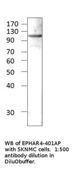 Ephrin Receptor A4 Polyclonal Antibody