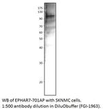 Ephrin Receptor A7 Polyclonal Antibody