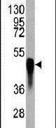 EphB4 Antibody in Western Blot (WB)