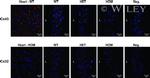 Connexin 43 Antibody in Immunohistochemistry (Frozen) (IHC (F))