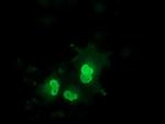 EPM2AIP1 Antibody in Immunocytochemistry (ICC/IF)