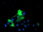 EPN2 Antibody in Immunocytochemistry (ICC/IF)