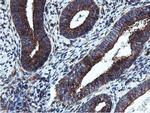 EPN2 Antibody in Immunohistochemistry (Paraffin) (IHC (P))