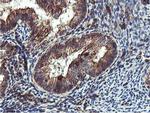 EPN2 Antibody in Immunohistochemistry (Paraffin) (IHC (P))