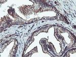 EPN2 Antibody in Immunohistochemistry (Paraffin) (IHC (P))