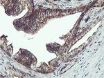 EPN2 Antibody in Immunohistochemistry (Paraffin) (IHC (P))