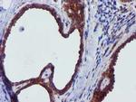 EPN2 Antibody in Immunohistochemistry (Paraffin) (IHC (P))