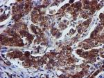 EPN2 Antibody in Immunohistochemistry (Paraffin) (IHC (P))