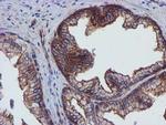 EPN2 Antibody in Immunohistochemistry (Paraffin) (IHC (P))