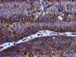 EPN2 Antibody in Immunohistochemistry (Paraffin) (IHC (P))
