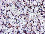 EPN2 Antibody in Immunohistochemistry (Paraffin) (IHC (P))
