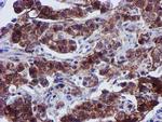 EPN2 Antibody in Immunohistochemistry (Paraffin) (IHC (P))