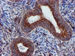 EPN2 Antibody in Immunohistochemistry (Paraffin) (IHC (P))