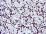 EPN2 Antibody in Immunohistochemistry (Paraffin) (IHC (P))