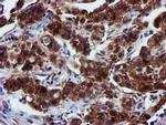 EPN2 Antibody in Immunohistochemistry (Paraffin) (IHC (P))