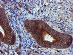 EPN2 Antibody in Immunohistochemistry (Paraffin) (IHC (P))