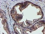 EPN2 Antibody in Immunohistochemistry (Paraffin) (IHC (P))