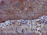 EPN2 Antibody in Immunohistochemistry (Paraffin) (IHC (P))