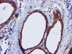EPN2 Antibody in Immunohistochemistry (Paraffin) (IHC (P))